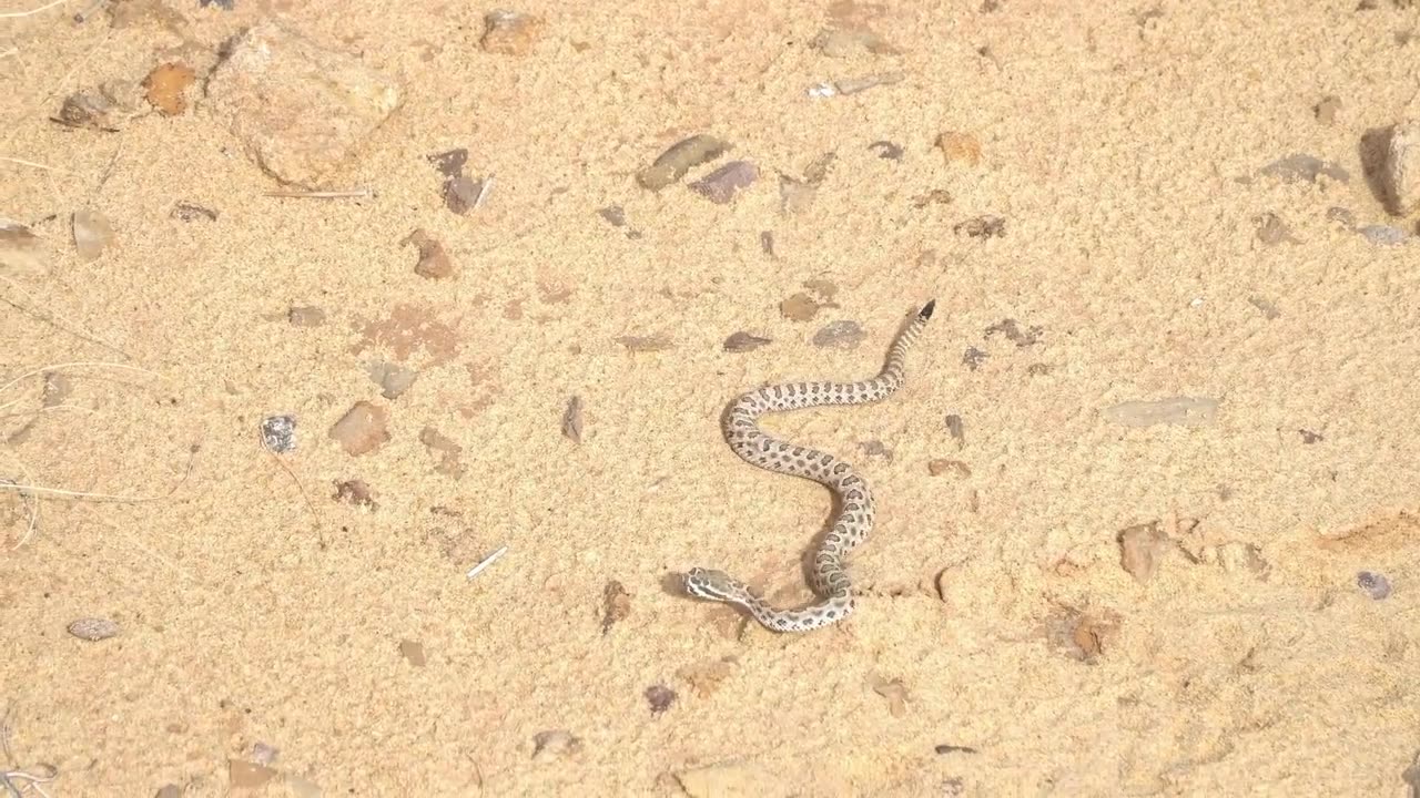 Faster and Better: How a Group of Scaly, Legless Lizards Hit the Evolutionary Jackpot