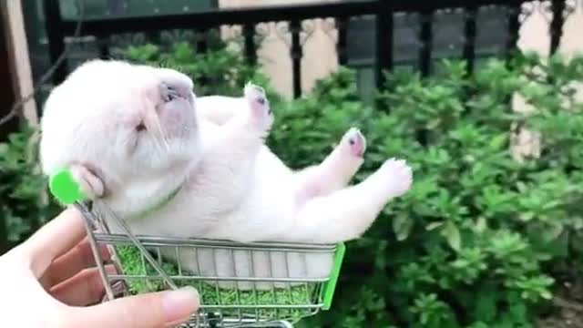 Cute dog 😍