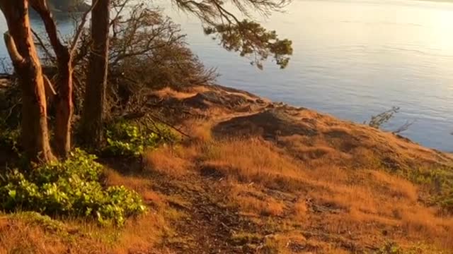 Golden hour walk.