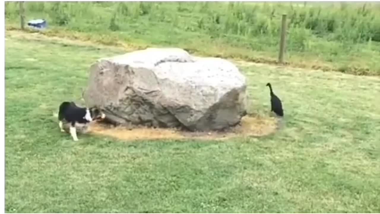 Dog decide to slow down to allow to duck to catch him so they continue playing