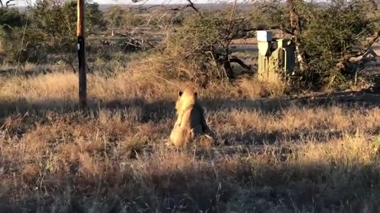 King lion kills hyena during fight