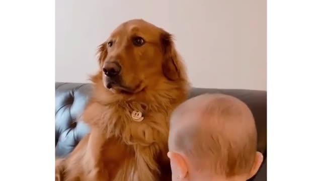 little boy playing with dog