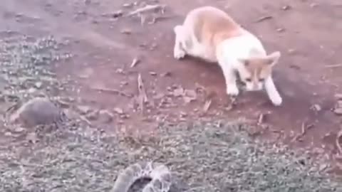 ANIMAL FUNNY VIDEO