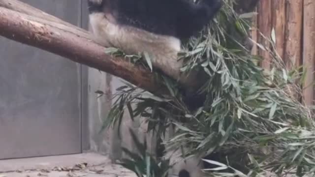 Panda eating bamboo