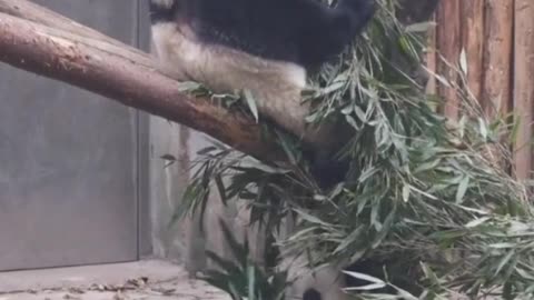 Panda eating bamboo