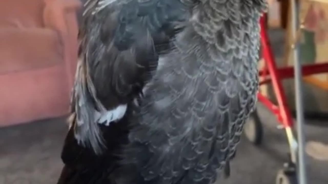 birds