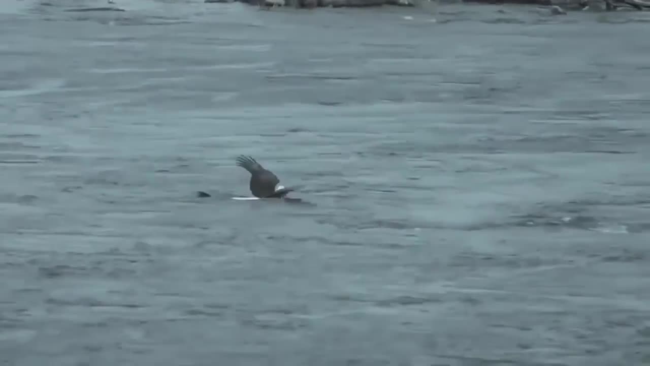 the eagle dies while hunting octopus in the ocean