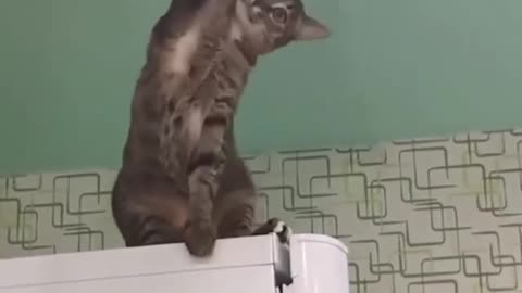 Cat yell loudly when her hand stuck above