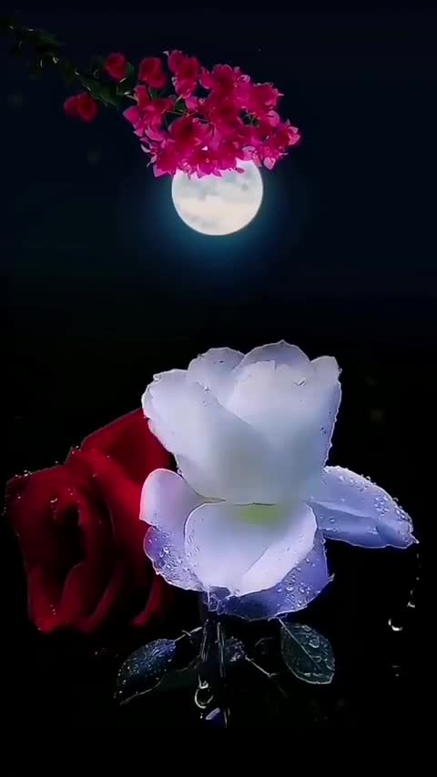 Flower night beauty