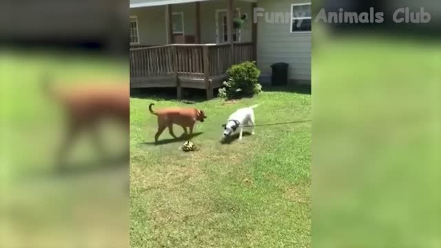 Funny animal video2022