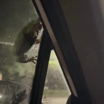 "Will a Frog Stay on My Car While Driving? Let's Find Out!"