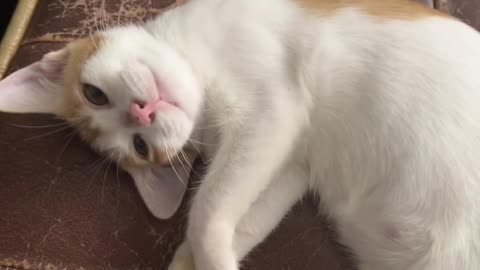 A cat who plays the cat to sleep