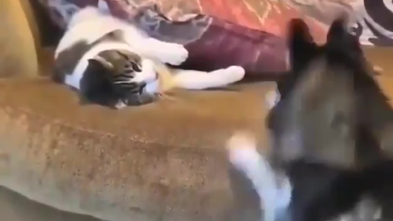 Funny cat and dog video