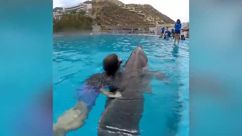 Amazing! Funny Dolphin Make Baby Laugh__ Funny Baby And Pet