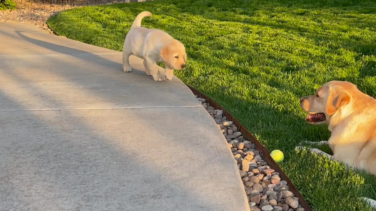 Adorable Puppy Sneaks Up on Adult Lab