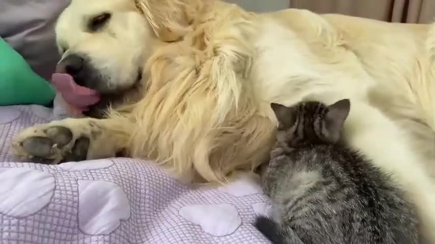 Golden Retriever became a mother for a baby kitten