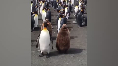 The Funniest Animal Videos 2024 Will Make You LAUGH SO HARD YOU'LL CRY