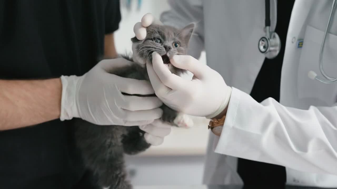 Young man veterinarian examine kitten teeth and ears on table in medical gloves and mask