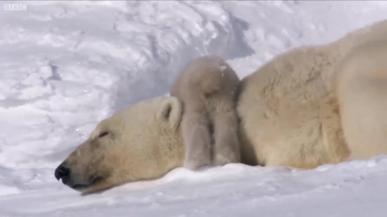 Polar Bear Cubs Taking Their First Steps