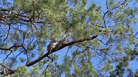 The Australian Tawny frogmouth