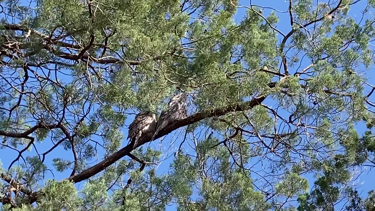 The Australian Tawny frogmouth