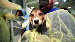 Over 4,000 beagles destined for drug experiments finding new homes