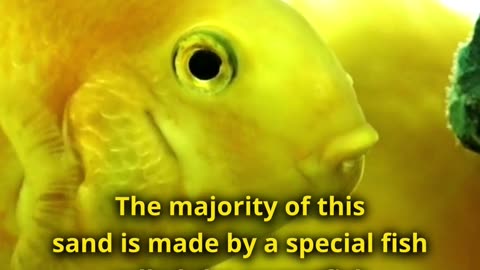 90% Of White Sand Is Made Out of Fish Poop