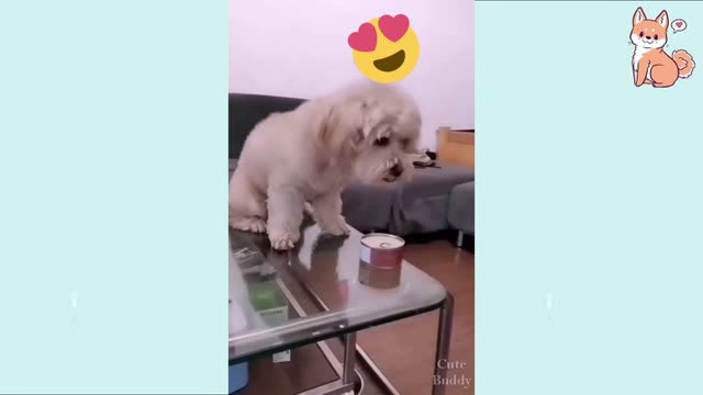 You will laugh at all the DOGS 🤣 Funny DOG Videos 😂🐶