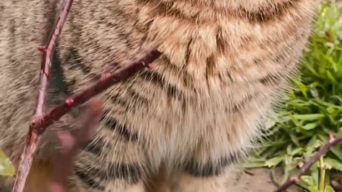 Curious cat