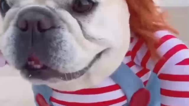 Dog Comedy Video Dog Funny video Part26 #DagShort #DogVideo