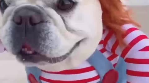 Dog Comedy Video Dog Funny video Part26 #DagShort #DogVideo