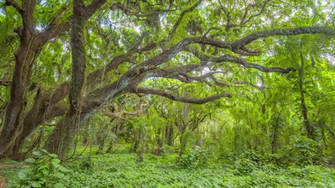 8 HOURS Tropical Ambience - Exotic Birds Chirping in Tropical Forest - Nature Sounds