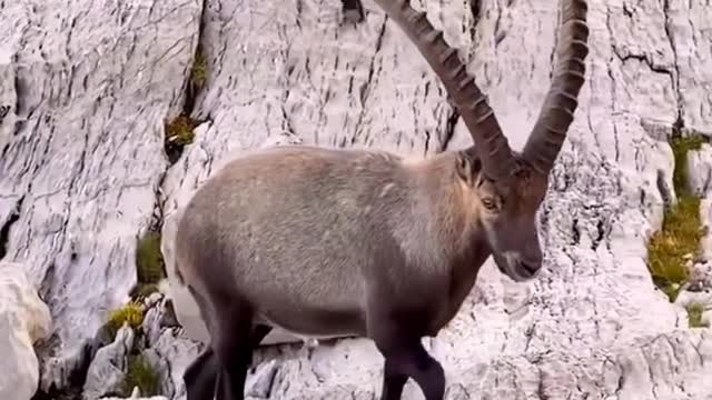 ibex