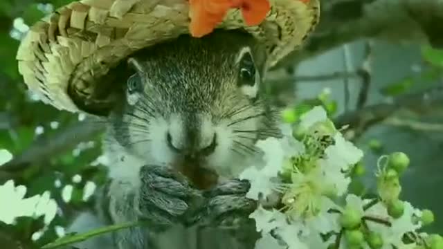 #pet #squirrel #foryou #cute