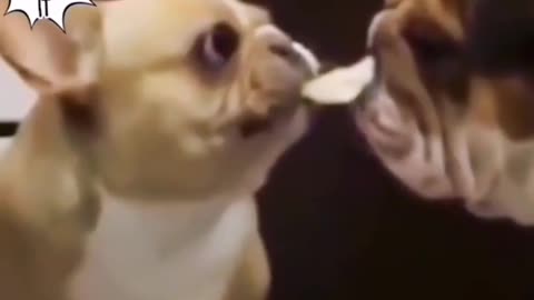 ANGRY DOG