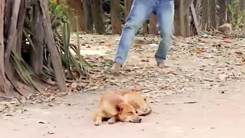 Troll Prank Dog Funny & fake Lion and Fake Tiger Prank To dog & Huge Box Prank to dog