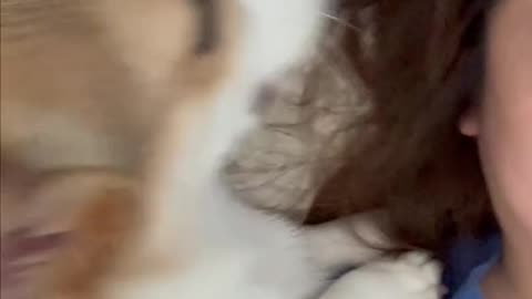Corgi puppy gets stuck in a hairy situation with mom! 🐶🤔