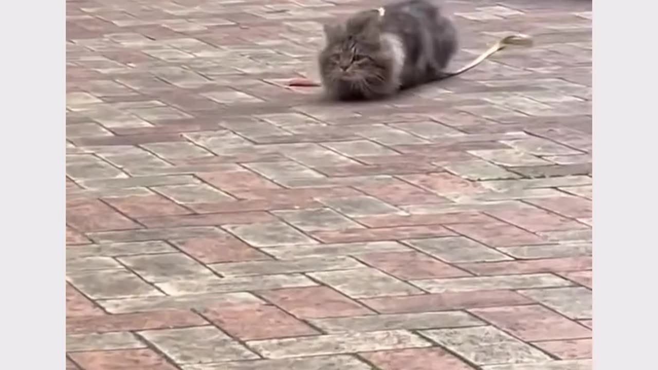 funny cat