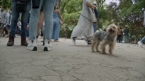 Walking with a dog in the park