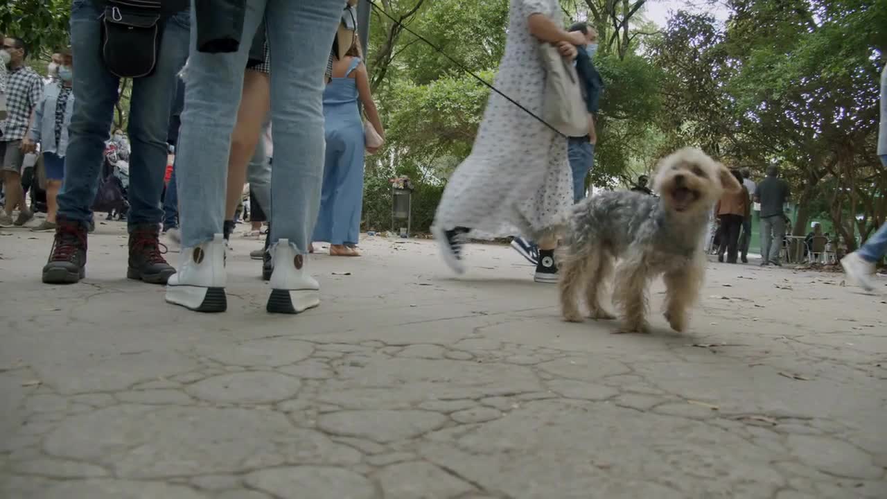 Walking with a dog in the park