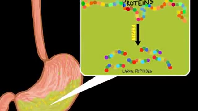 Digestive System | How The Digestive System Works | Animated Music Video |