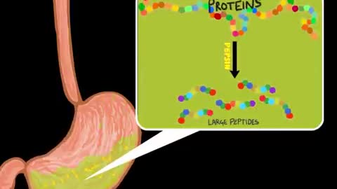 Digestive System | How The Digestive System Works | Animated Music Video |