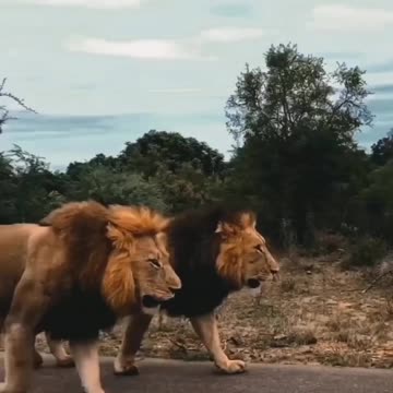 King Brother's 👑🦁