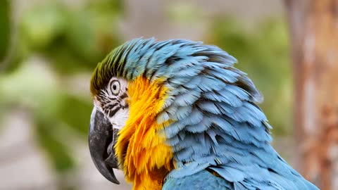 Close-Up View of a Parrot