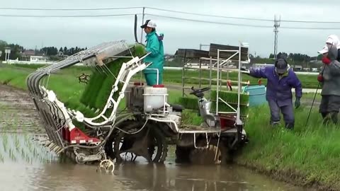 Rice Farming