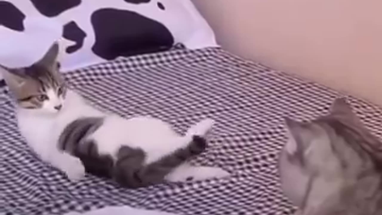 Relaxing cat