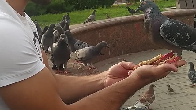 The weather was good and I decided to feed the pigeons, one of them turned out to be too impudent😠