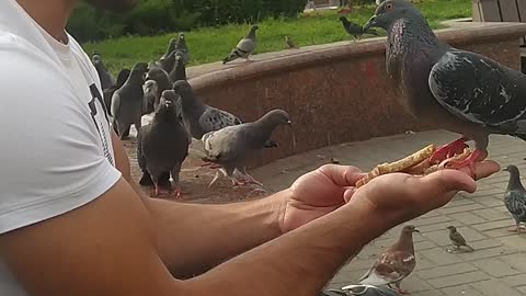 The weather was good and I decided to feed the pigeons, one of them turned out to be too impudent😠