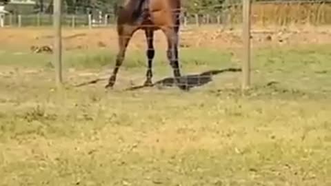 Animais engraçados