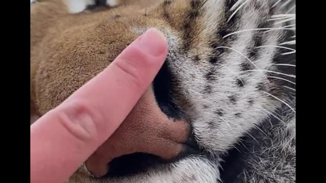 The tiger is so good that he lets his nose be touched